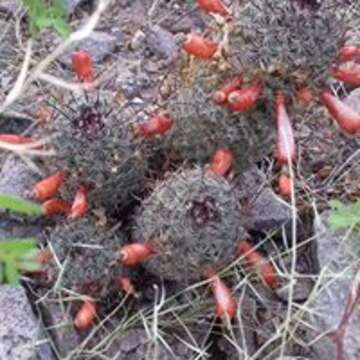 Image of Mammillaria grahamii subsp. sheldonii (Britton & Rose) D. R. Hunt