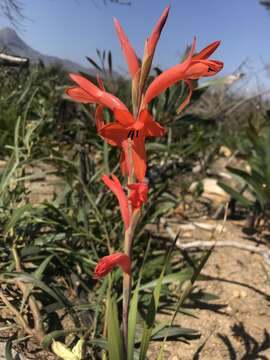 Imagem de Watsonia spectabilis Schinz