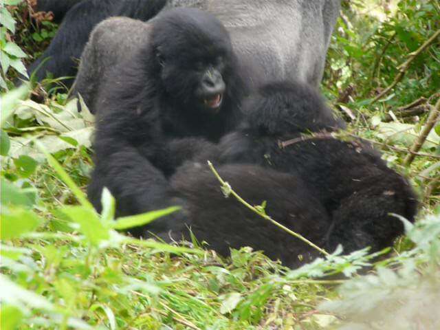 Sivun Gorilla beringei beringei Matschie 1903 kuva