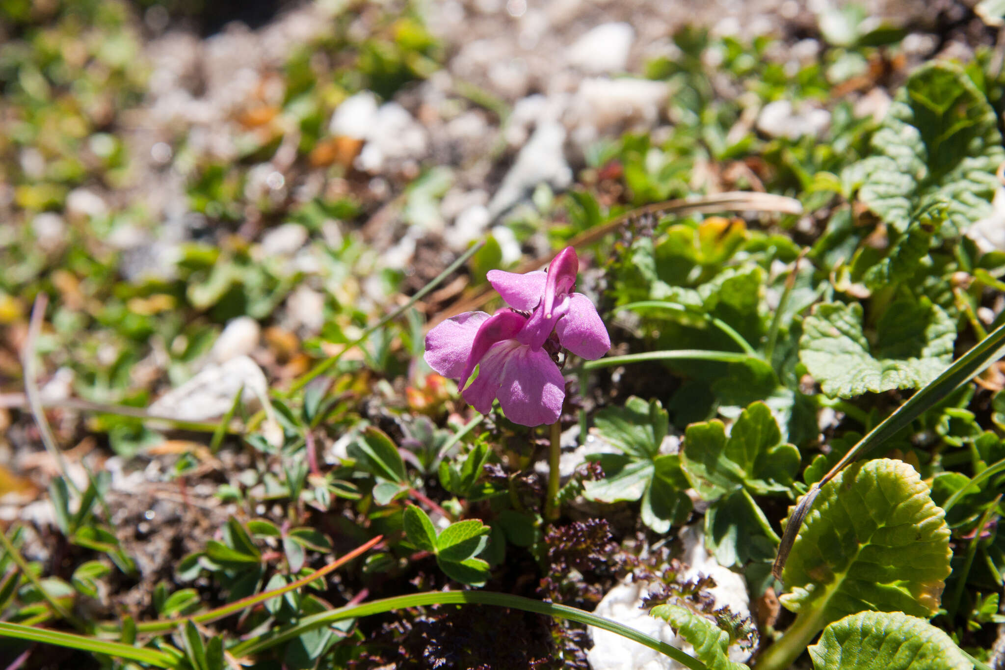 Image de Pedicularis nordmanniana Bunge