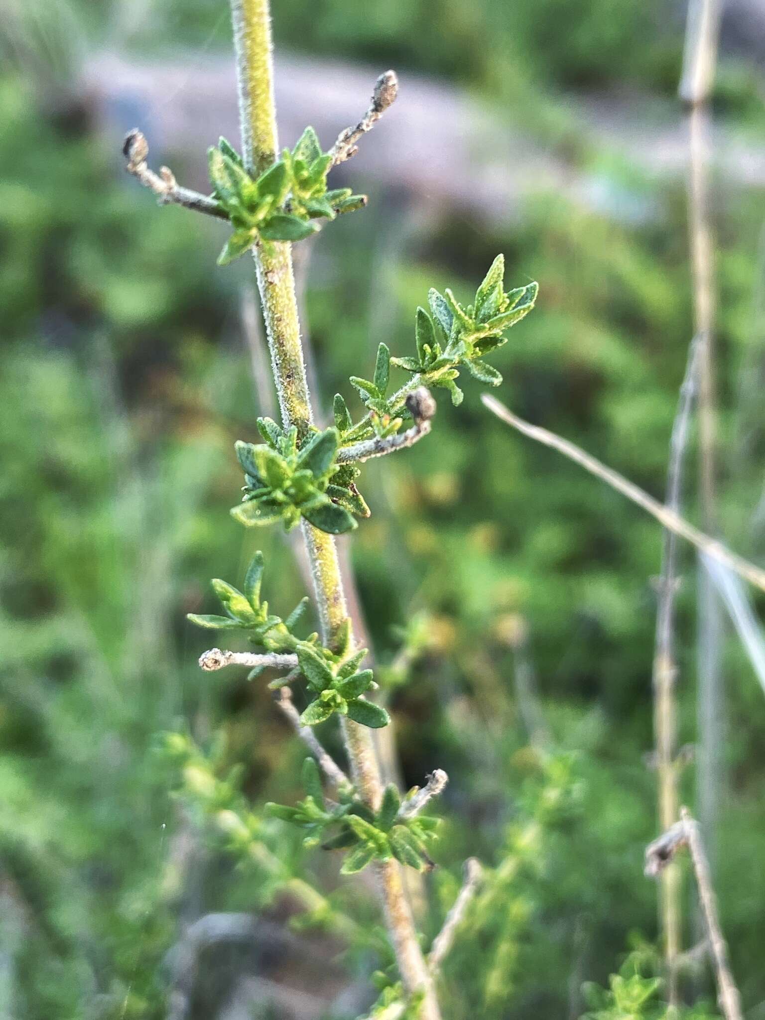 Prostanthera eurybioides F. Muell. resmi