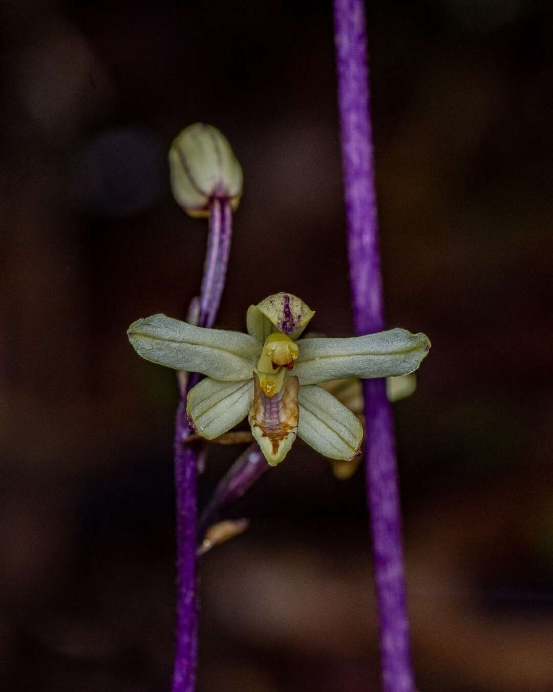 Image of Aphyllorchis montana var. montana
