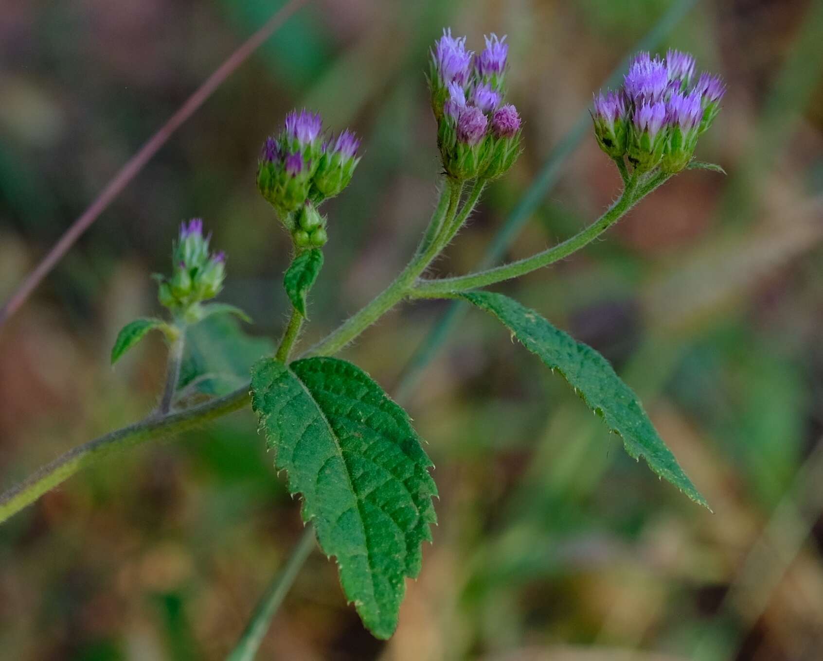 Image of Bothriocline laxa N. E. Br.