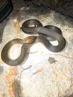 Image of Rustyhead Snake