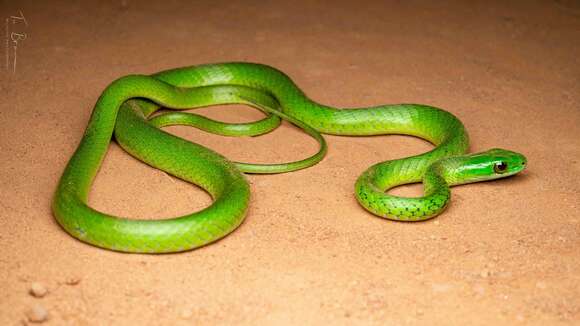 Image of Western Green Snake