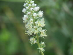 Image of white mignonette