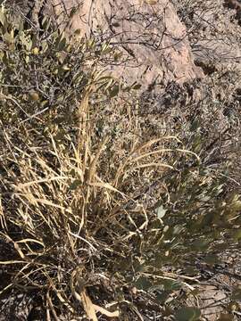 Image of streambed bristlegrass