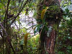 Image of Bulbophyllum occultum Thouars