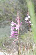 Image of Watsonia knysnana L. Bolus