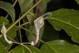 Image of Ceropegia lucida Wall.