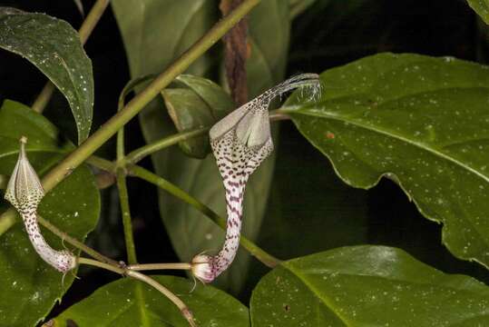 Image of Ceropegia lucida Wall.