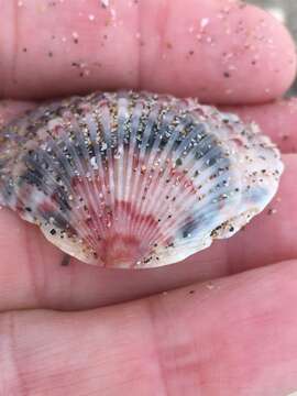 Image of Atlantic Calico scallop