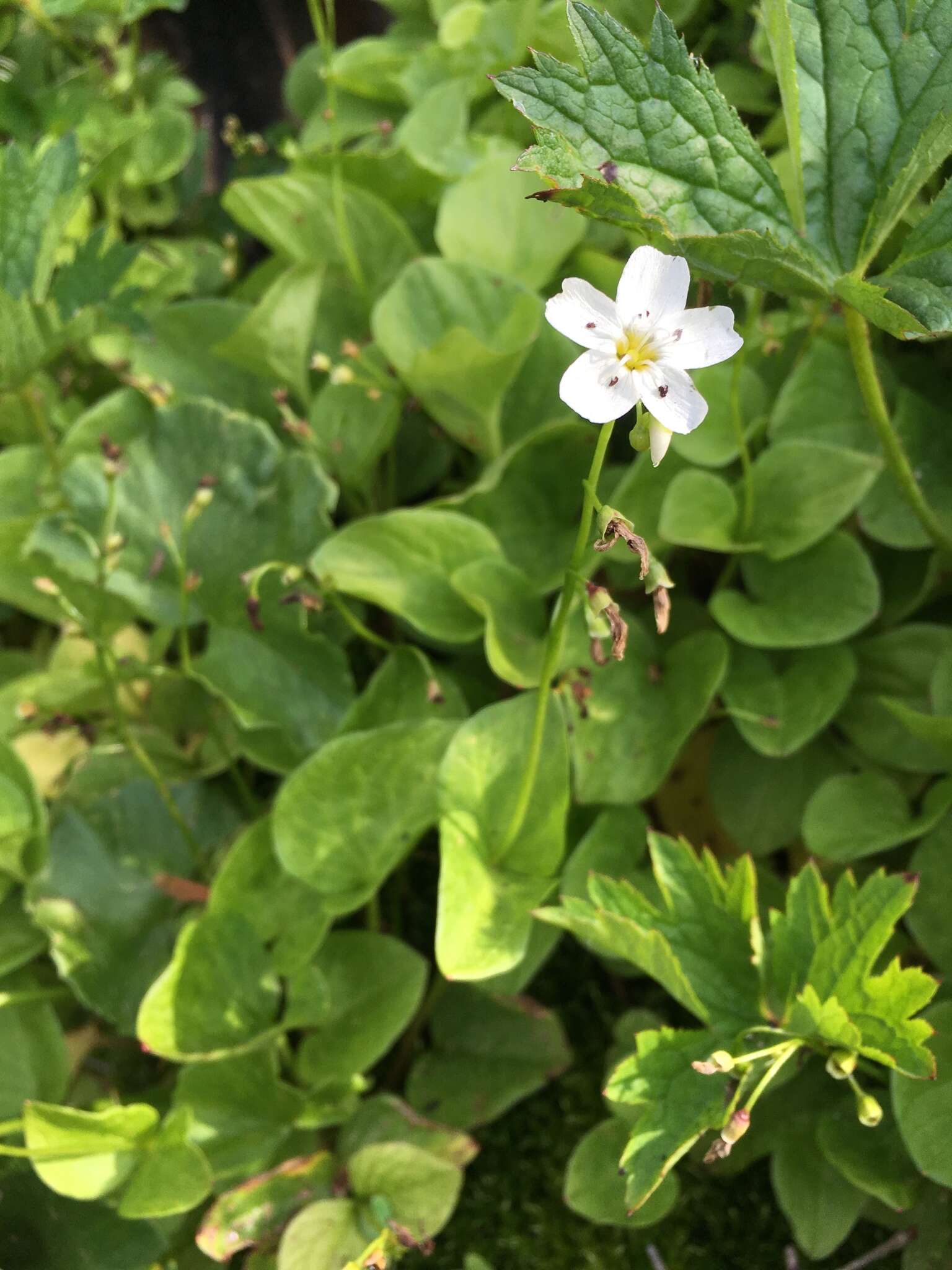 Claytonia cordifolia S. Wats. resmi