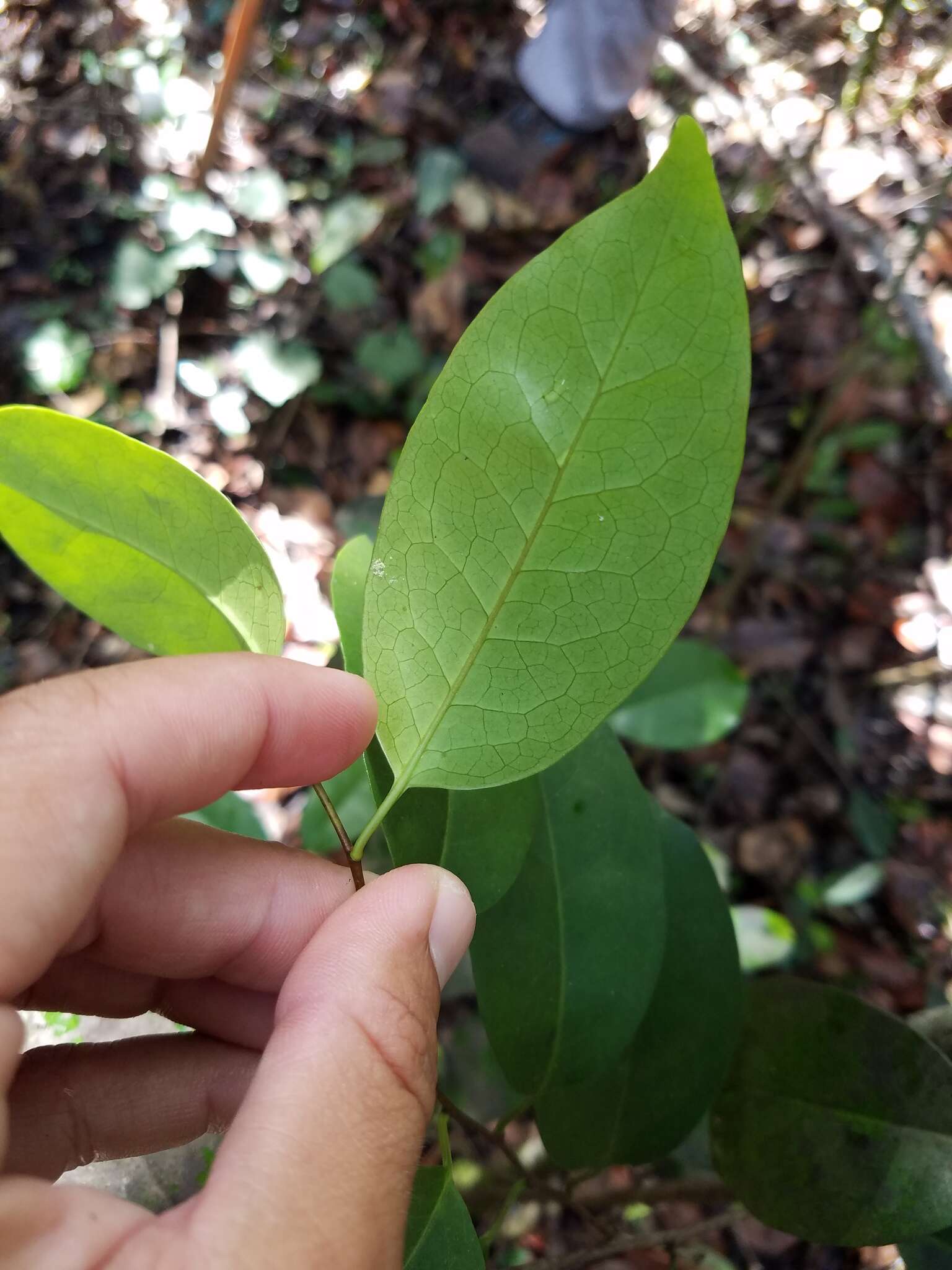 Imagem de Prunus myrtifolia (L.) Urban