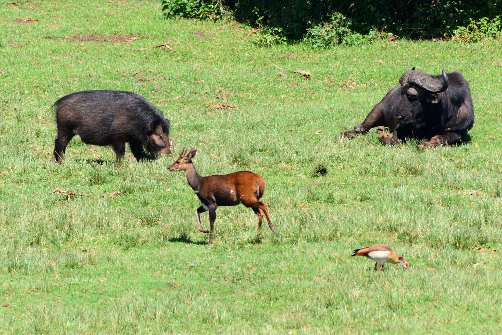 Image of Giant Forest Hogs