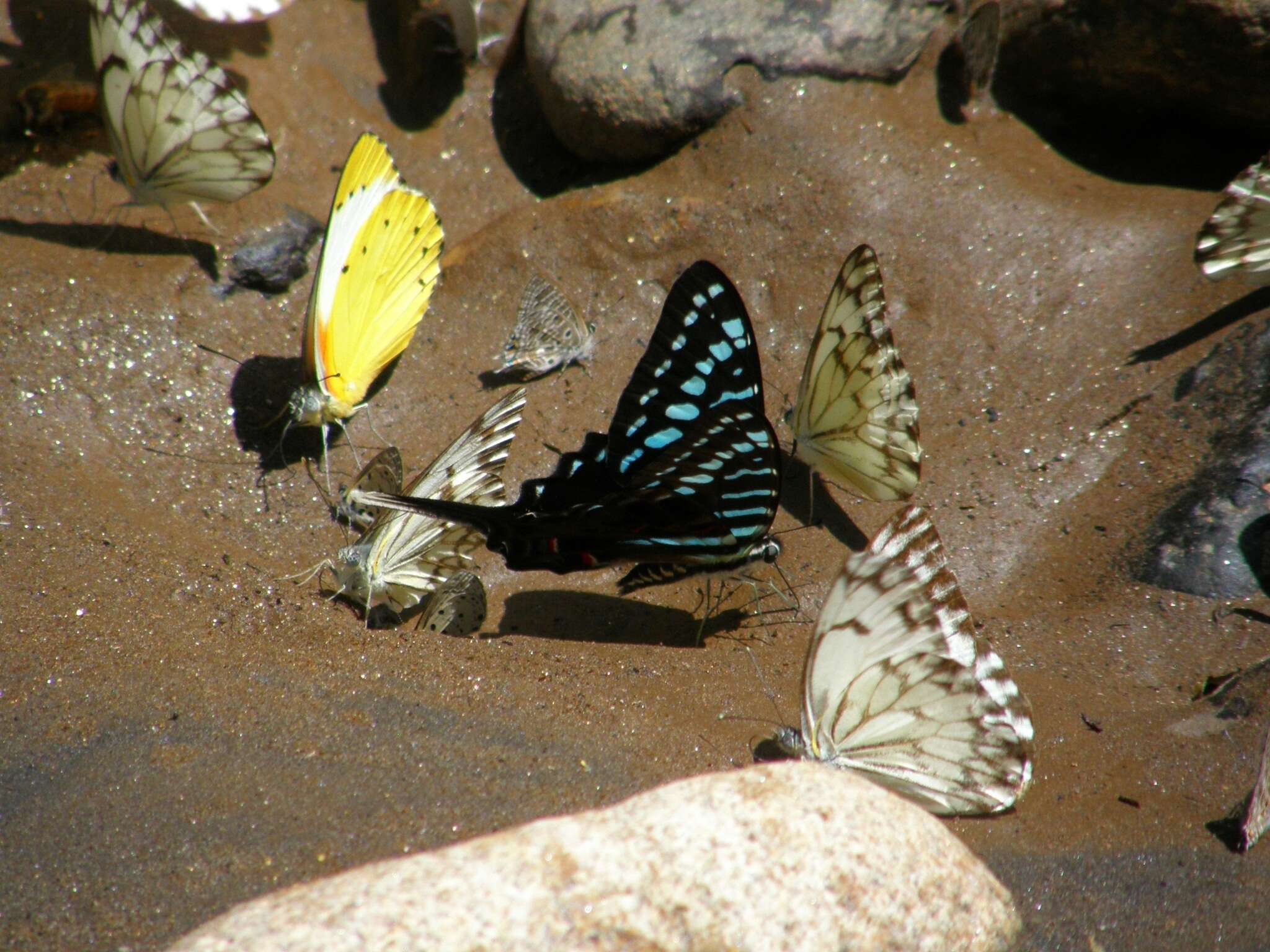 Слика од Belenois thysa (Hopffer 1855)