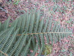 Image de Polystichum speciosissimum (A. Br. ex Kunze) Copel.