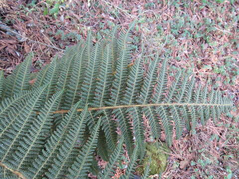 Image of Polystichum speciosissimum (A. Br. ex Kunze) Copel.