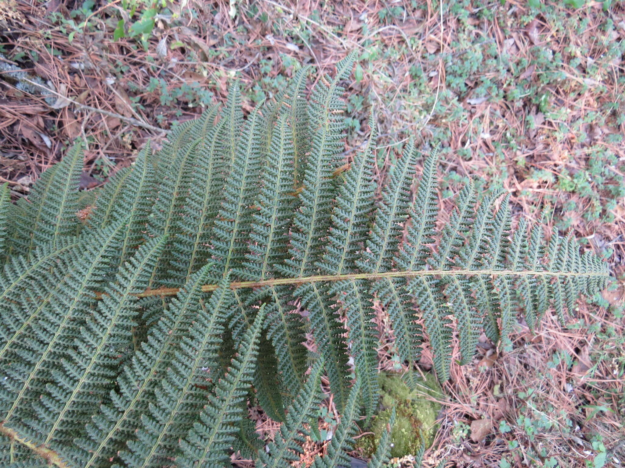 Image de Polystichum speciosissimum (A. Br. ex Kunze) Copel.