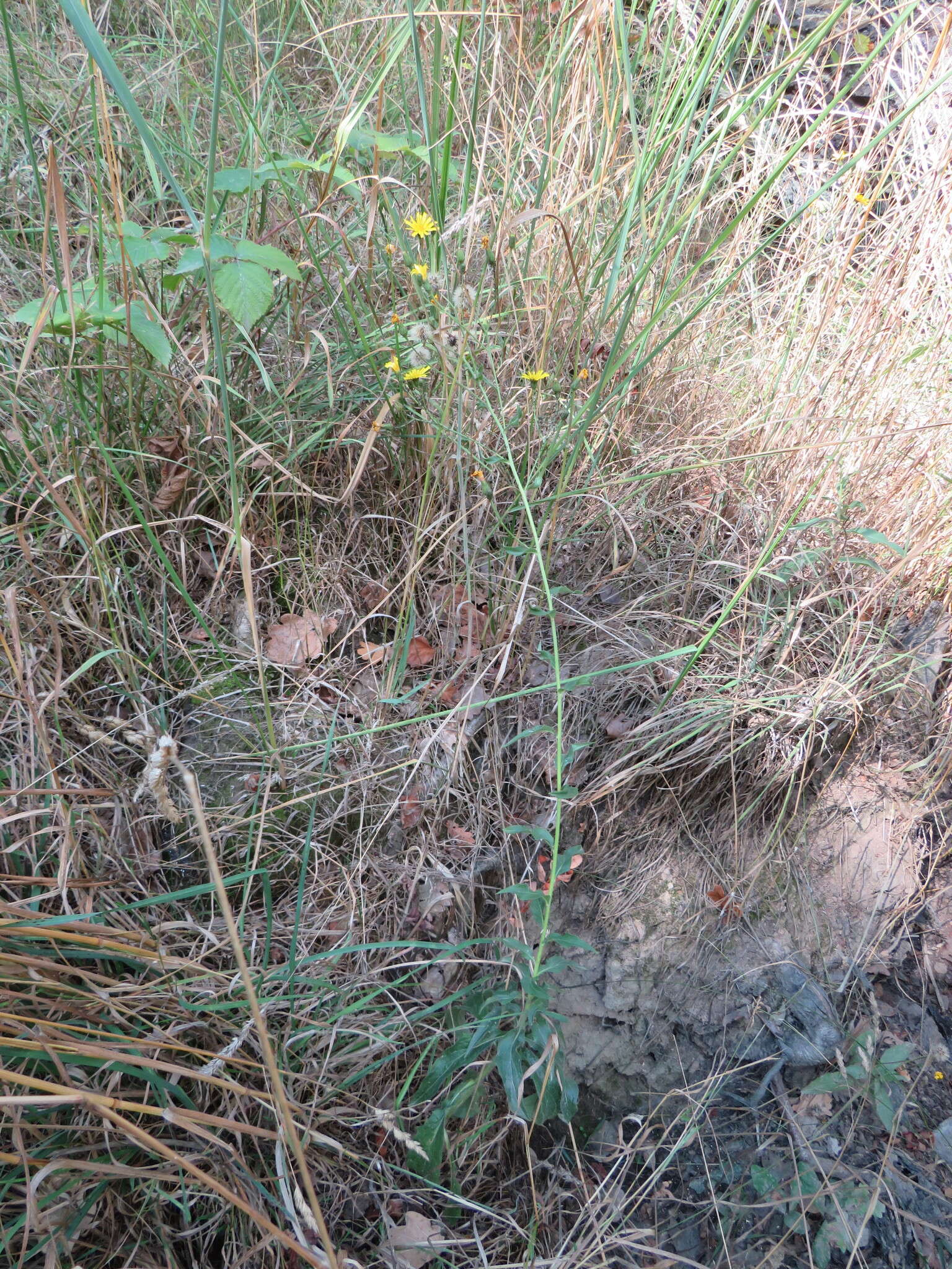 Image of New England hawkweed