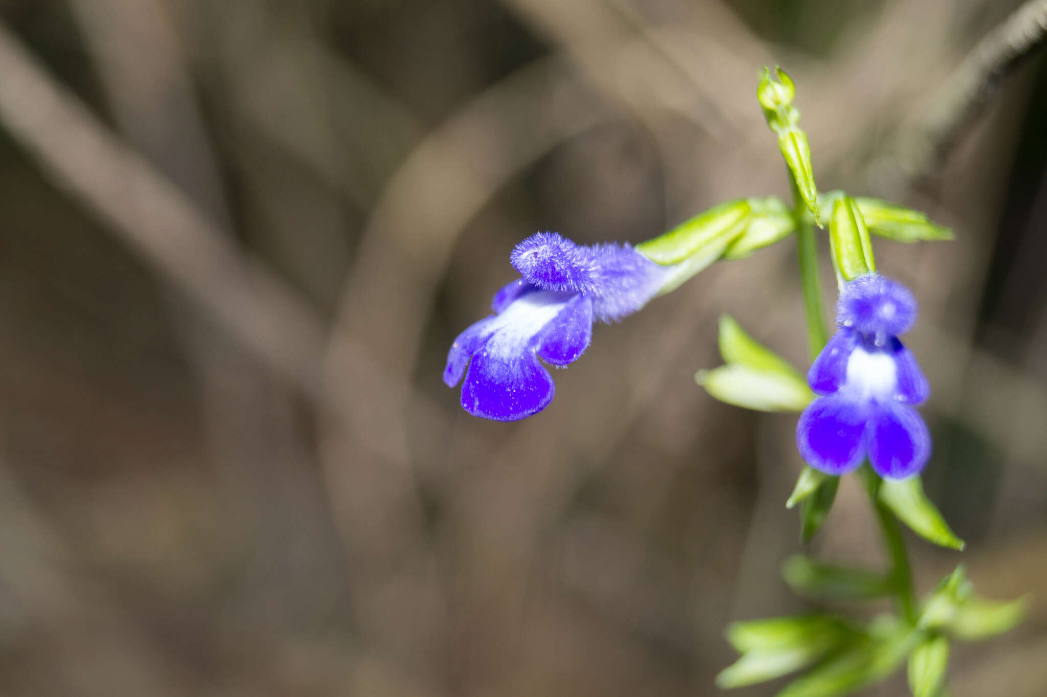 Imagem de Salvia caudata Epling