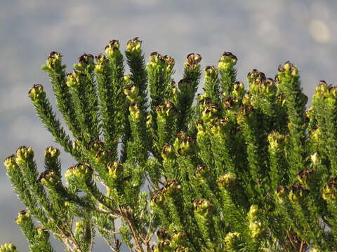 Image of Aspalathus capitata L.