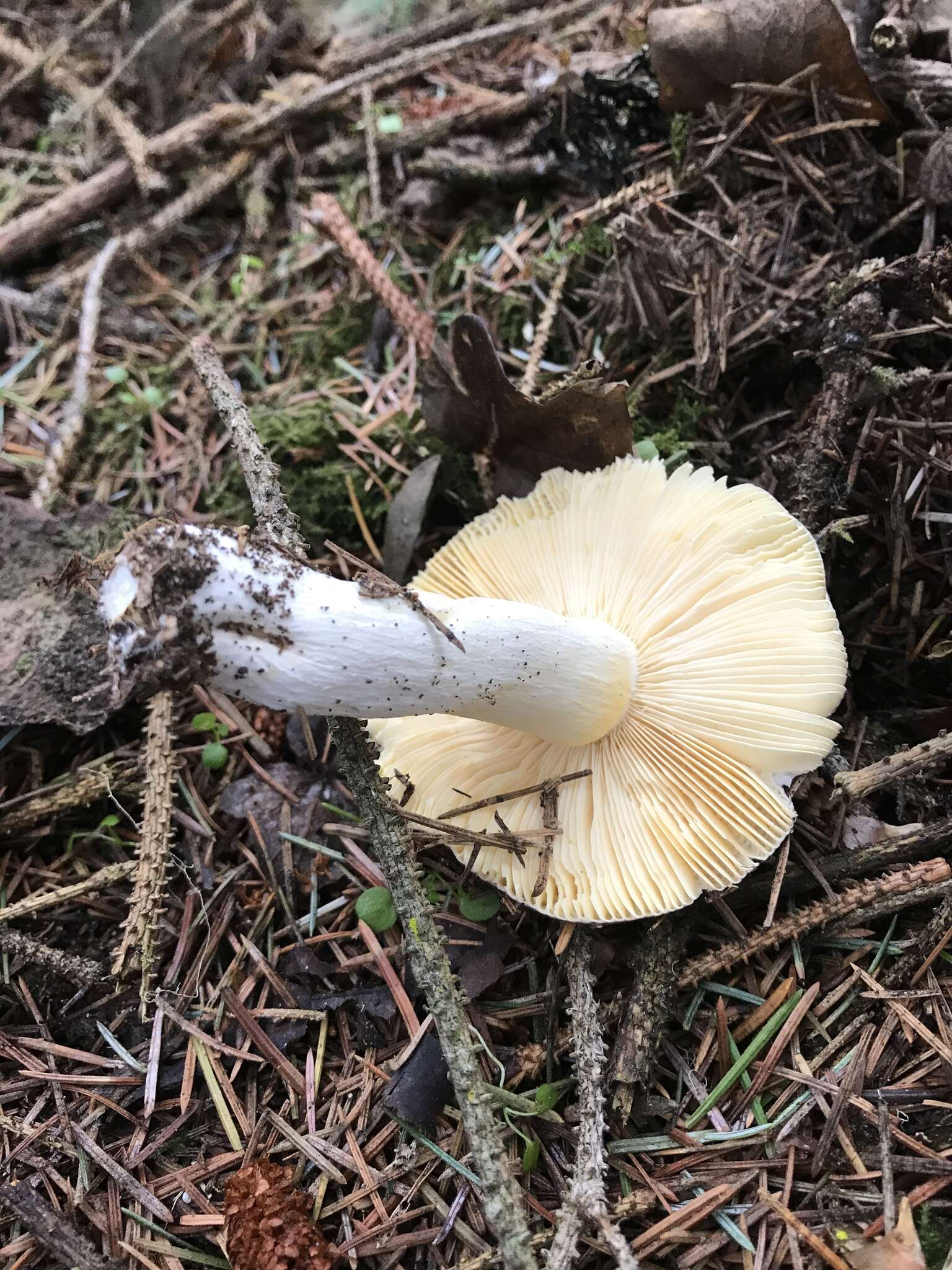 صورة Russula murrillii Burl. 1913