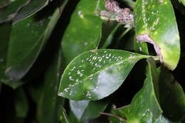 Image of Euonymus scale