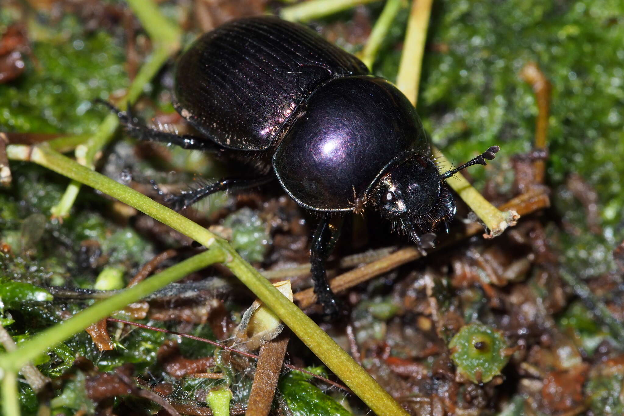 Слика од Phelotrupes (Eogeotrupes) laevistriatus (Motschulsky 1857)