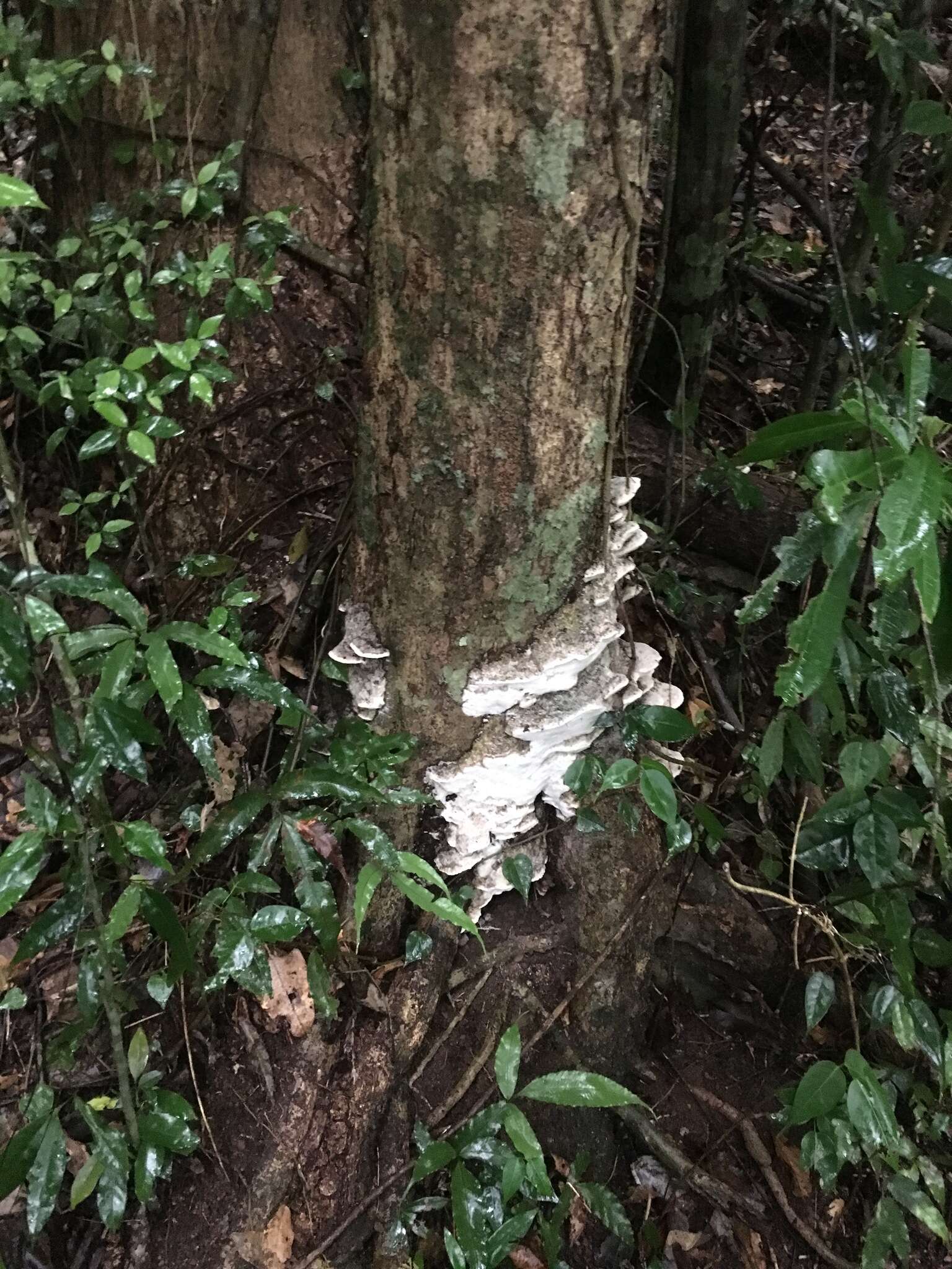 Image of Leucophellinus hobsonii (Berk. ex Cooke) Ryvarden 1988