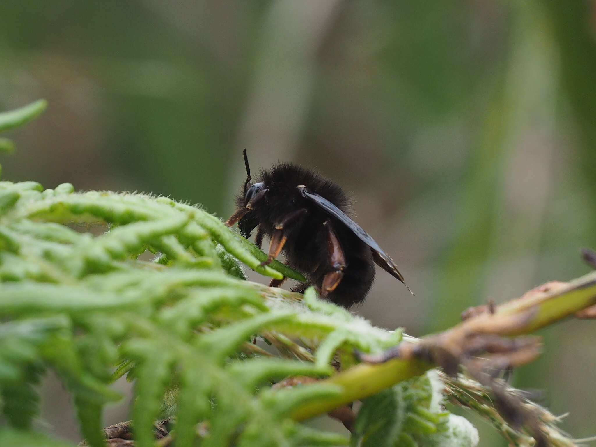 Image de Bombus rufipes Lepeletier 1836