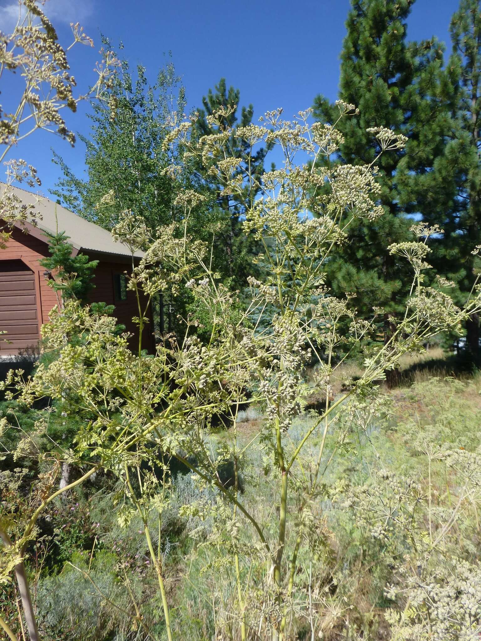 Image of poison hemlock