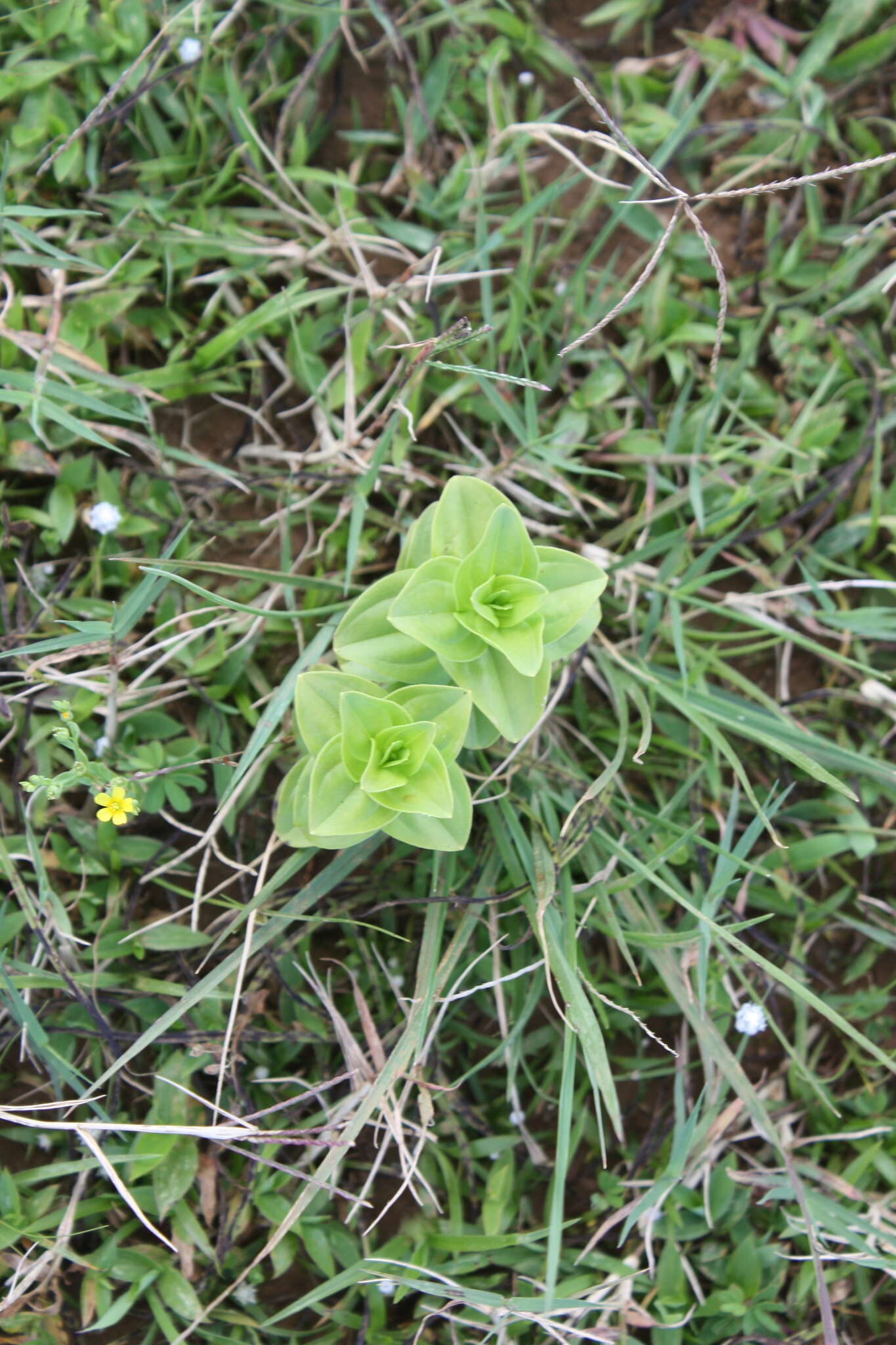 Image of Swertia densifolia (Griseb.) Kashyapa