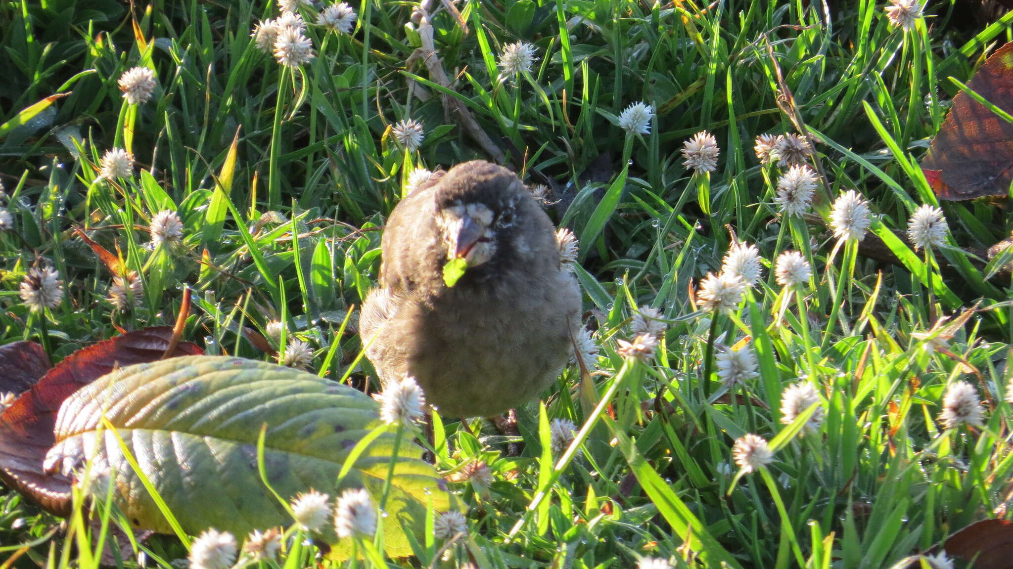 Image of Thick-billed Seedeater