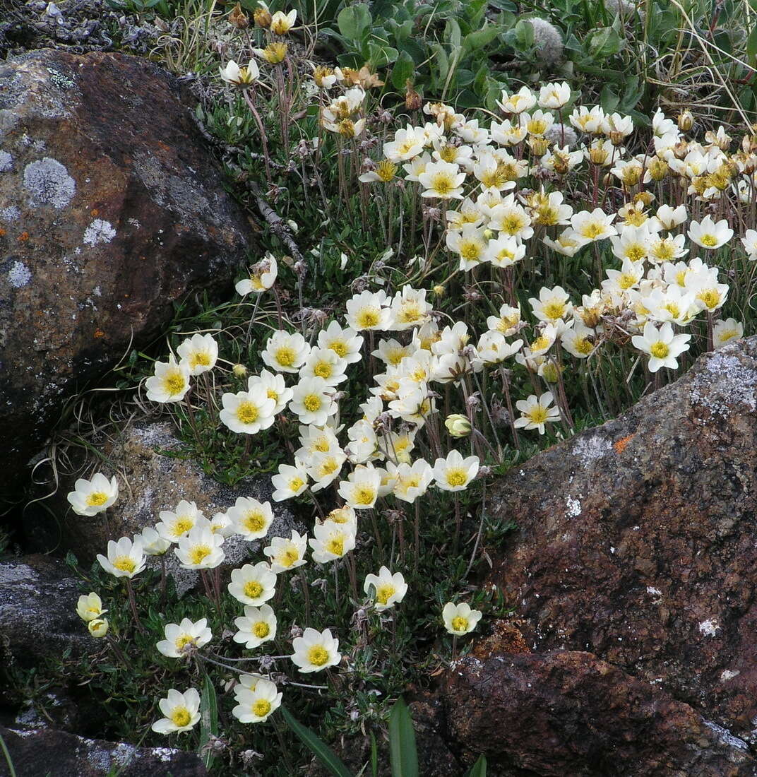 Image of entireleaf mountain-avens