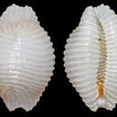 Image of Trivirostra pellucidula (Reeve 1846)