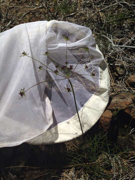 Image de Lomatium marginatum (Benth.) Coult. & Rose