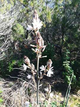 Image of White asphodel