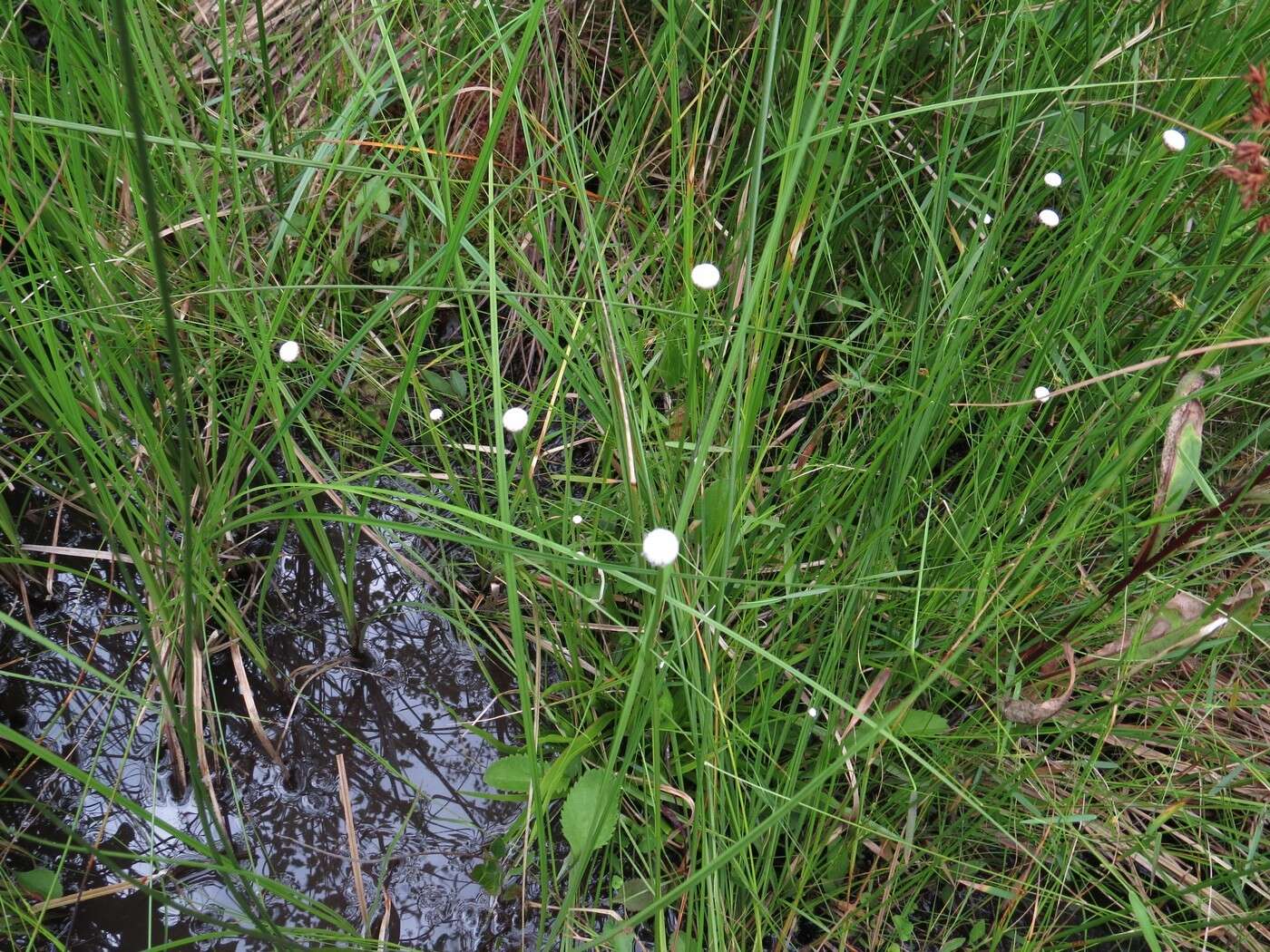 صورة Eriocaulon decangulare L.