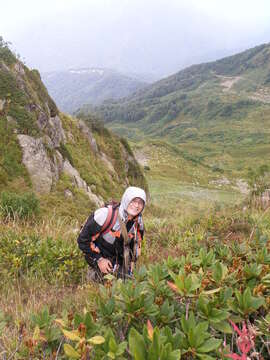 Image of Rhododendron caucasicum Pall.