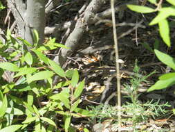 Image of Crotalus lepidus klauberi Gloyd 1936