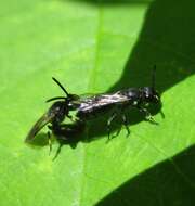 Image of Hylaeus annulatus (Linnaeus 1758)