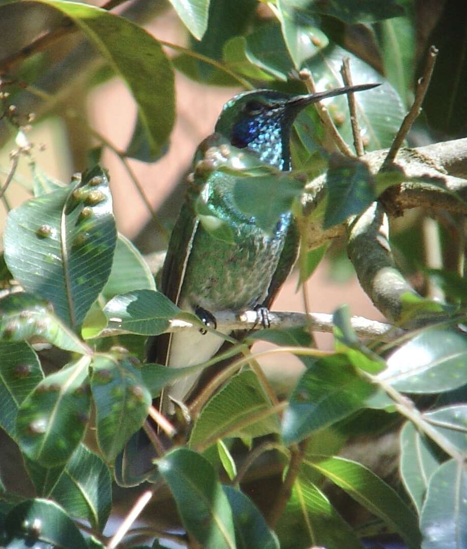 Image of White-vented Violet-ear