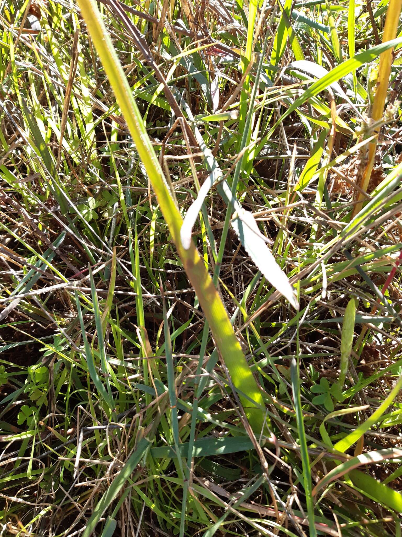 Image of Trachyandra ciliata (L. fil.) Kunth