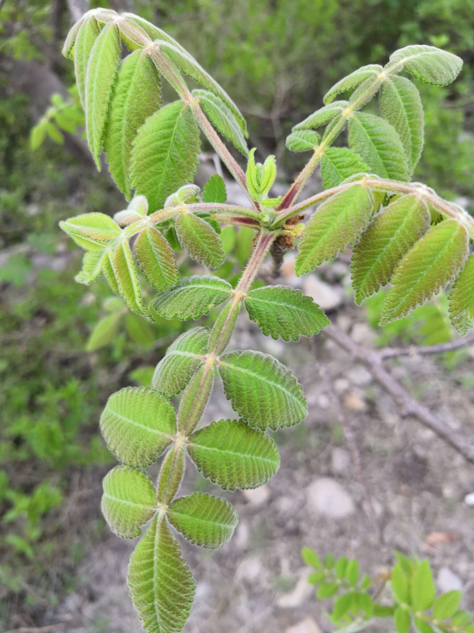 Image of Bursera cuneata (Schltdl.) Engl.