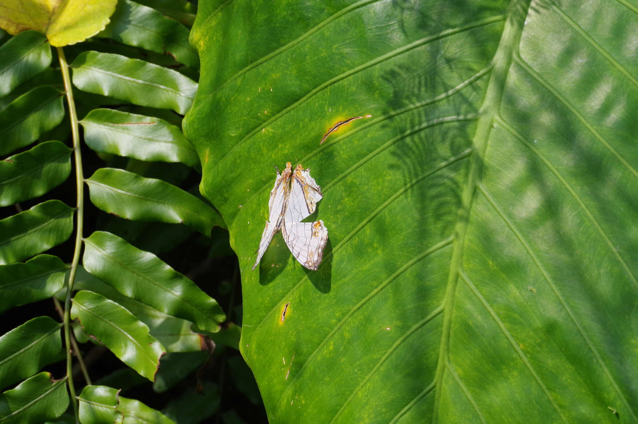 Cyrestis thyodamas mabella Fruhstorfer 1898的圖片