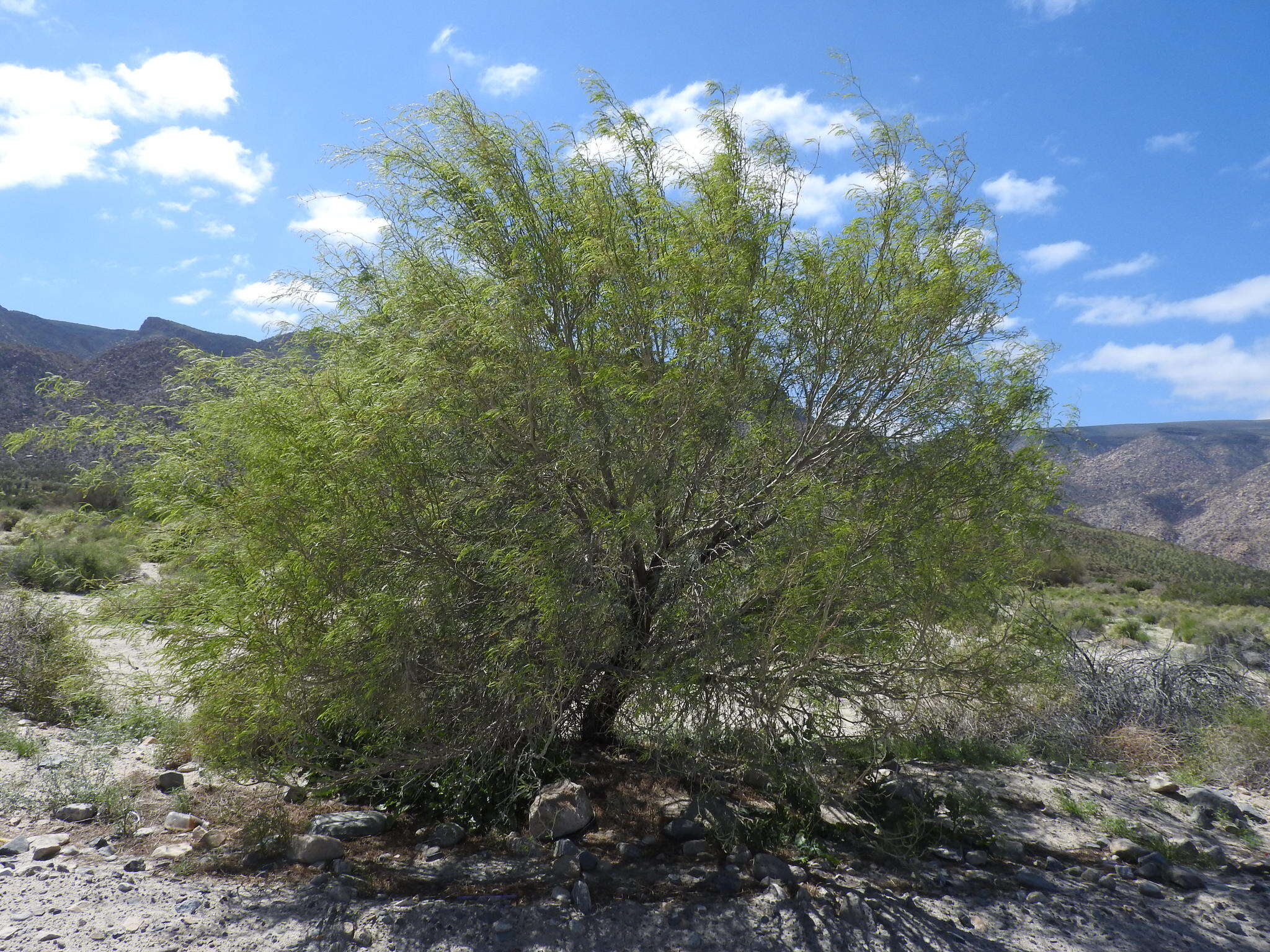 Image of Torrey mesquite