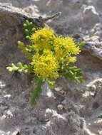 Sivun Lepidium flavum Torr. kuva