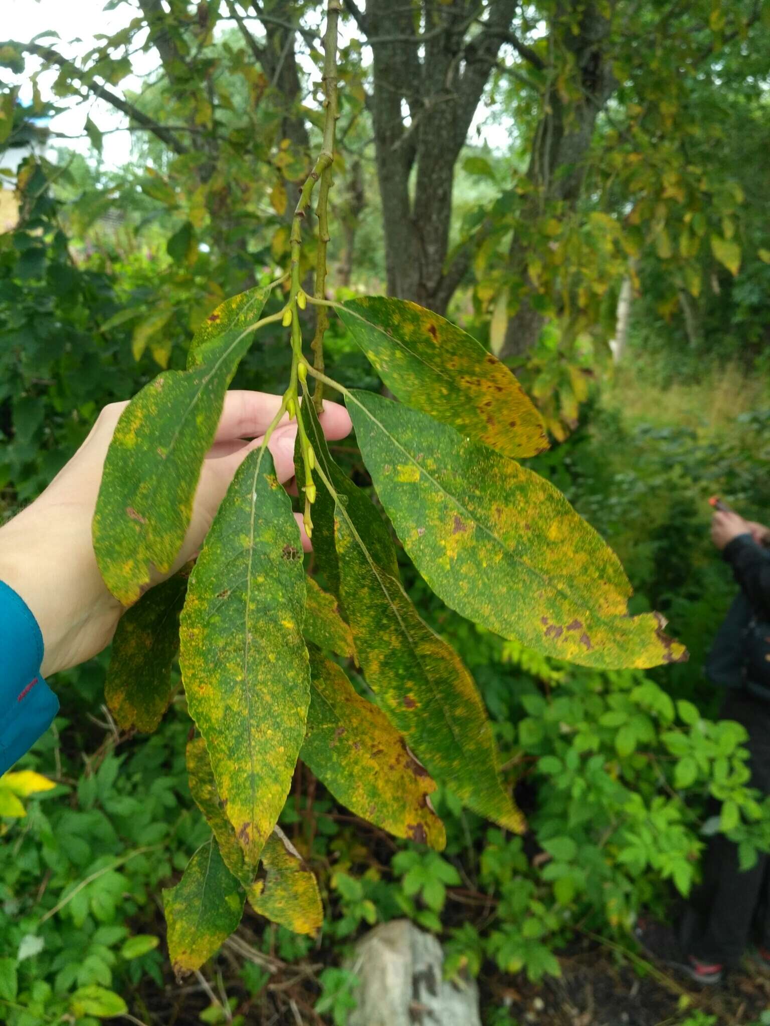 Image of goat willow