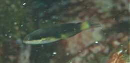 Thalassoma nigrofasciatum Randall 2003 resmi